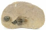 Exceptional Kolihapeltis Trilobite With Enrolled Reedops #243927-2